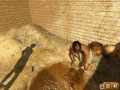 Egypt: The Prophecy. Part 1 HD