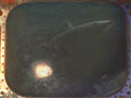  / Le Secret du Nautilus / The Secret of the Nautilus