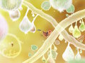 Botanicula