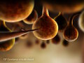 Botanicula